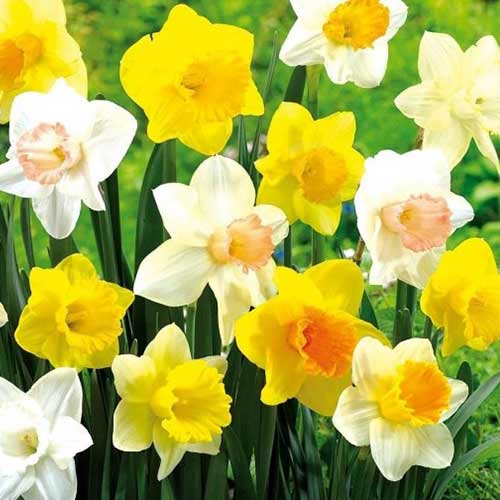 Суперпропозиція! Комплект нарцисів, мікс з 25-ти цибулин артикул фото 1 Суперпропозиція! Комплект нарцисів, мікс з 25-ти цибулин зображення 1 артикул 70314