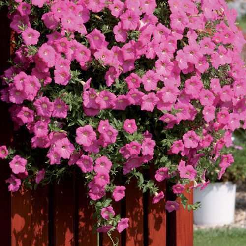 Сурфиния Роузи Вельвет F1 Яскрава рисунок 1 артикул 90859