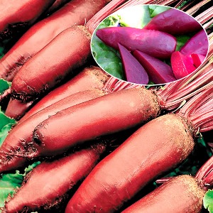 Буряк Циліндра, насіння зображення 1 артикул 65150