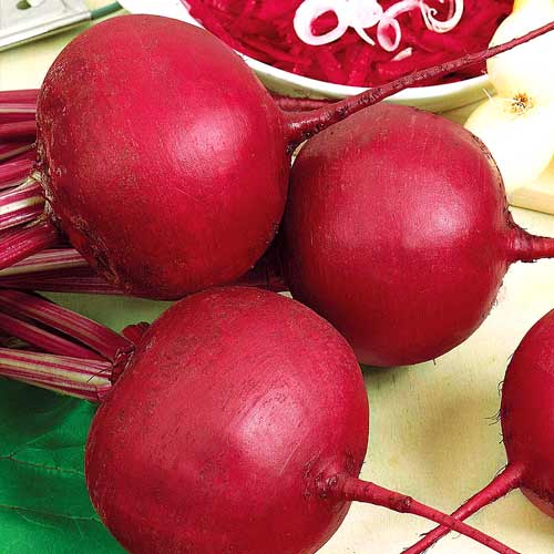 Буряк столовий  Болтарді  зображення 1 артикул 72085