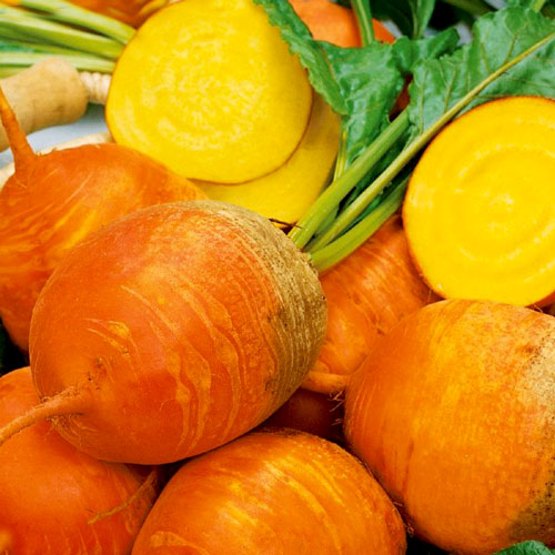 Свекла столовая Еллоу Бит рисунок 1 артикул 65474