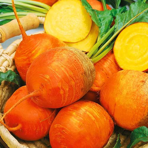 Свекла столовая Елов Бит рисунок 1 артикул 72084