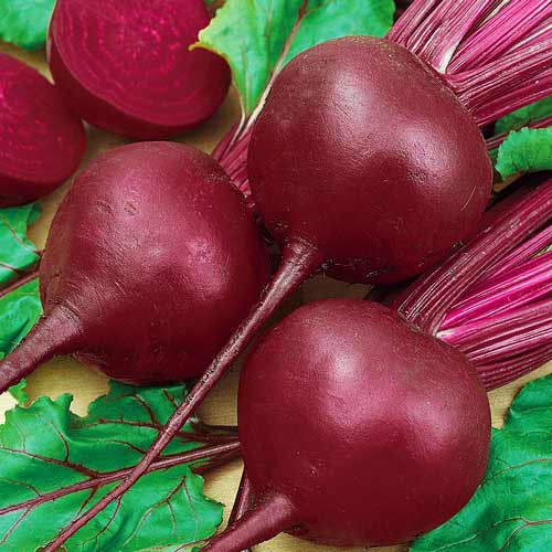Буряк столовий Червона куля Seedera зображення 1 артикул 65518