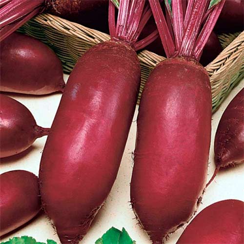 Буряк столовий Опольська, насіння зображення 1 артикул 70045