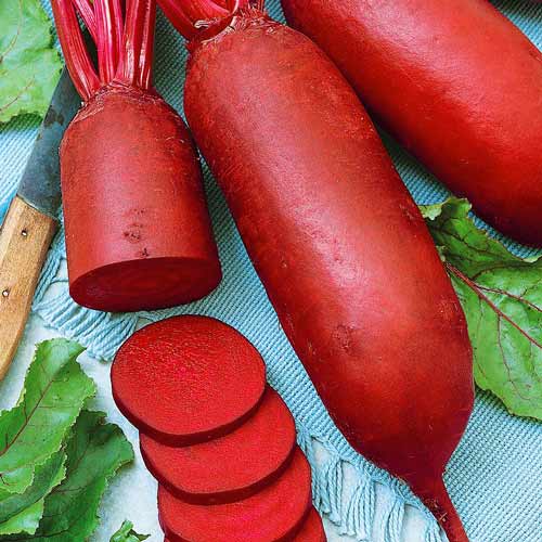 Свекла Сударыня рисунок 1 артикул 65218