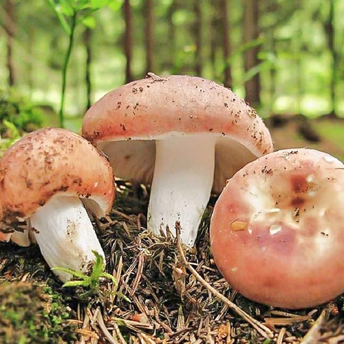 Сироїжка, міцелій зображення 1 артикул 89859