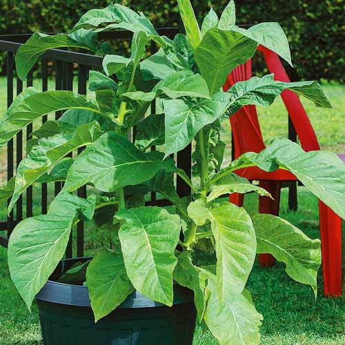 Тютюн курильний Болівійський чорний артикул фото 1 Тютюн курильний Болівійський чорний зображення 1 артикул 66513