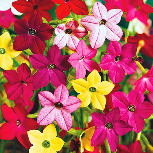 Табак душистый, смесь окрасок рисунок 1 артикул 72621