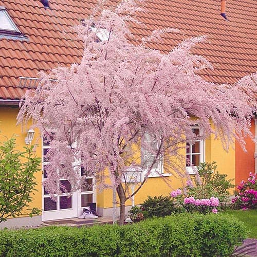 Тамарикс рисунок 1 артикул 9102