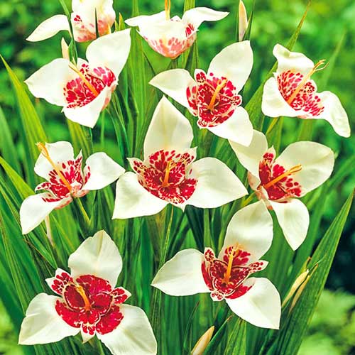 Тигридія Альба зображення 1 артикул 76616