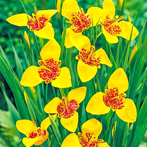 Тигридія Aurea зображення 1 артикул 70450