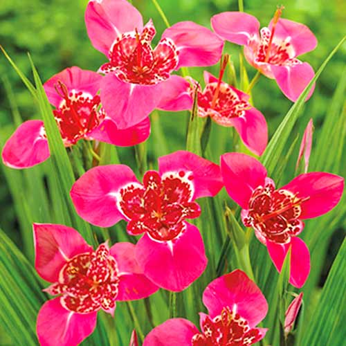 Тигридія Lilacea зображення 1 артикул 70451