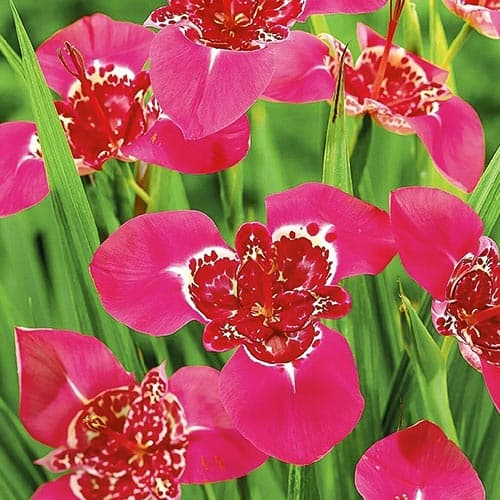 Тигридія Лілак зображення 1 артикул 76502