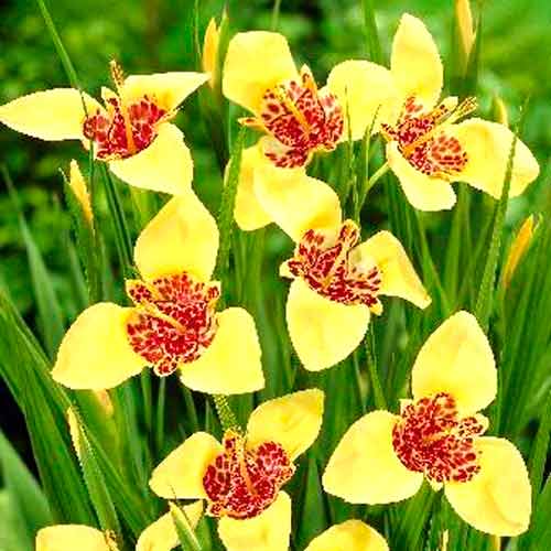 Тигридія Крем зображення 1 артикул 76501