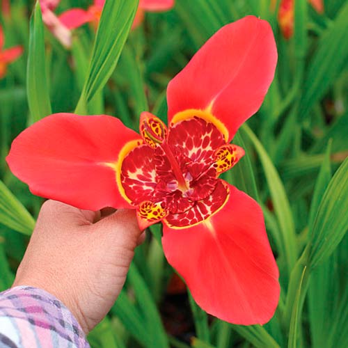 Тигридія Ред зображення 2 артикул 76503