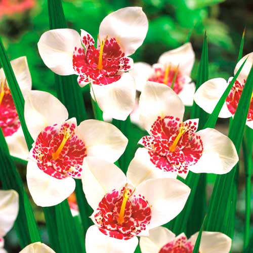 Тигридія Вайт зображення 1 артикул 76504