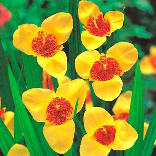 Тигридія Єллоу зображення 1 артикул 76505