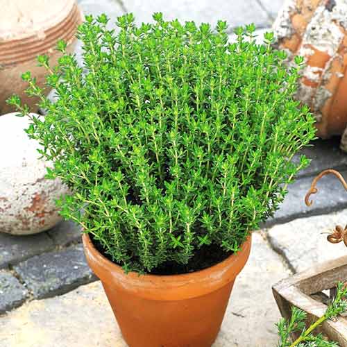 Чебрець звичайний Сонечко, насіння зображення 1 артикул 65444