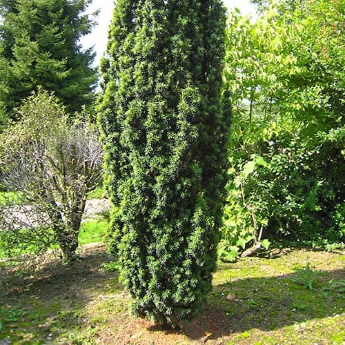 Тис середній Войтек зображення 1 артикул 9410