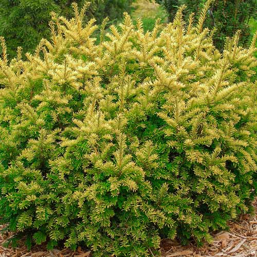 Тис ягодный Элегантиссима рисунок 1 артикул 9449