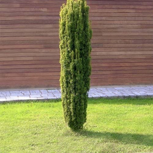 Тис ягідний Фастігіата Робуста зображення 1 артикул 9411