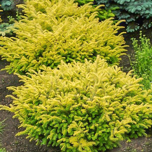 Тис ягодный Купер Голд рисунок 1 артикул 9448