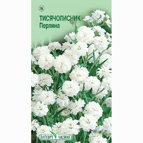 Тисячолистник (ахіллея) Перлина Елітсорт зображення 1 артикул 95124