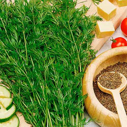 Кмин Апетитний, насіння зображення 1 артикул 66542