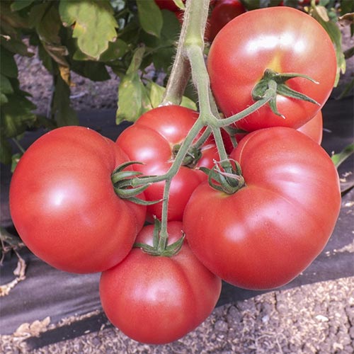 Томат Акінак F1 Імперія насіння зображення 1 артикул 95447