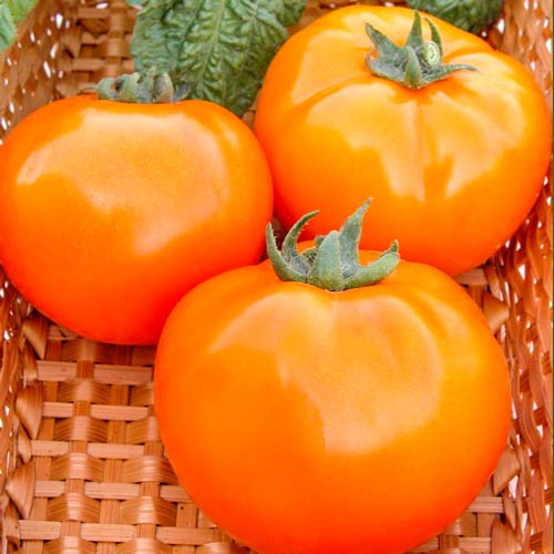 Томат Апельсин Seedera, семена рисунок 1 артикул 65605