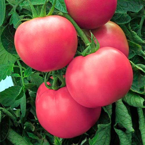 Томат Аппетитный, семена рисунок 1 артикул 70180