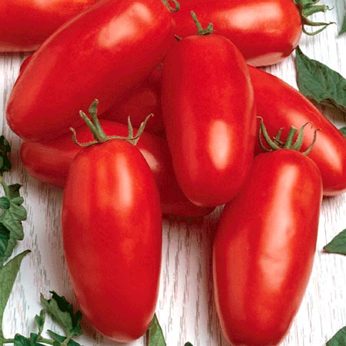 Томат Банан красный Seedera рисунок 1 артикул 66515