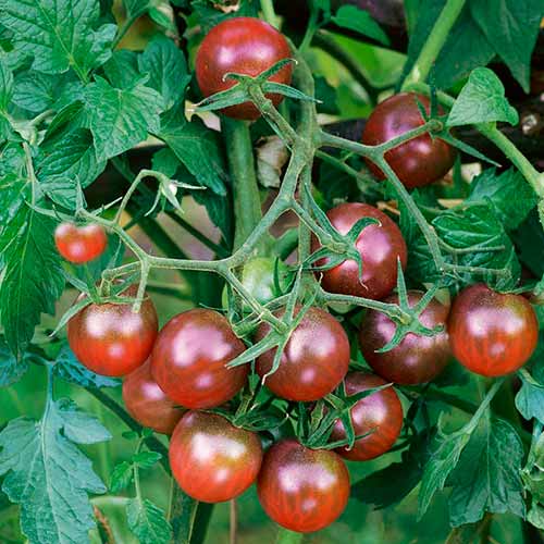 Томат Блэк Черри, семена рисунок 1 артикул 70182