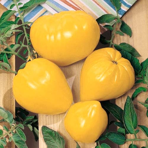 Томат Волове серце золоте Seedera зображення 1 артикул 65607