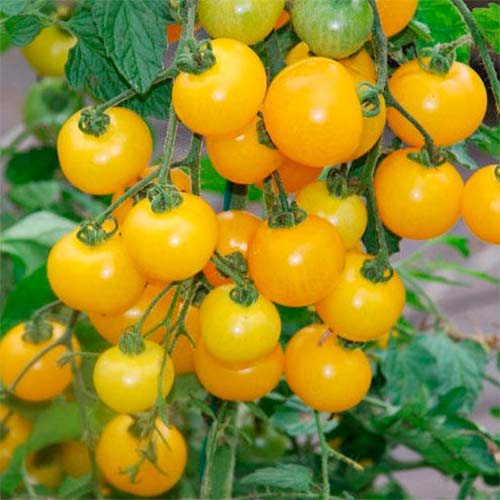 Томат Чері золотий, насіння артикул фото 1 Томат Чері золотий, насіння зображення 1 артикул 70190