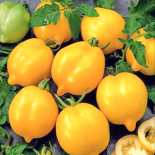 Томат Чудо світу, насіння  зображення 1 артикул 65630