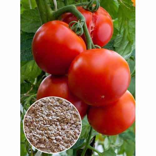 Томат Дар Заволжжя Яскрава зображення 1 артикул 87511