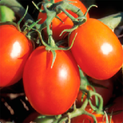 Томат Де Барао красный, семена рисунок 1 артикул 70050