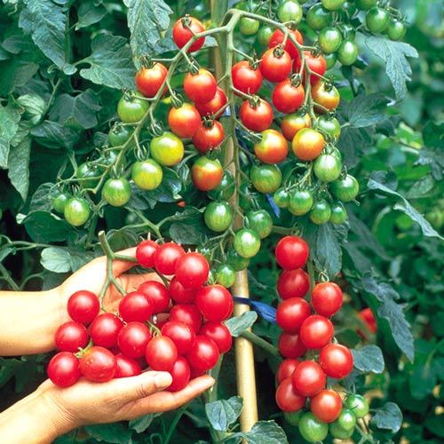 Томат ампельний Червоний Достаток F1, плазмове насіння артикул фото 1 Томат ампельний Червоний Достаток F1, плазмове насіння зображення 1 артикул 9716