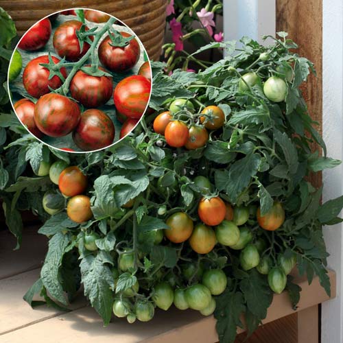 Томат ампельный Тамблинг Тайгер F1, плазменные семена рисунок 1 артикул 9718