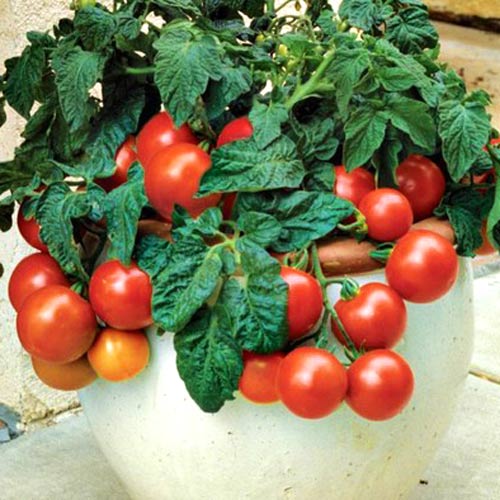 Томат компактный Мегабайт F1, плазменные семена рисунок 1 артикул 9721