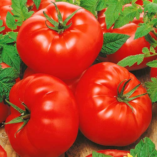 Томат Фіорентіна ребристий зображення 1 артикул 72599