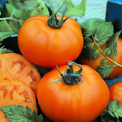 Томат Хурма Seedera, семена артикул фото 1 Томат Хурма Seedera, семена рисунок 1 артикул 65627