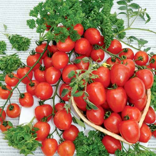 Томат Полуничка F1, насіння зображення 1 артикул 65361