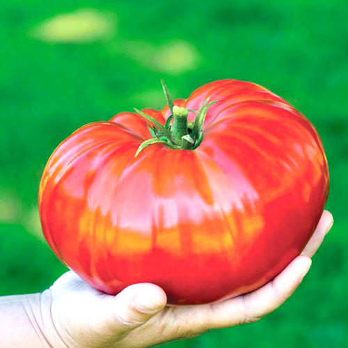 Томат Король гігантів Seedera артикул фото 1 Томат Король гігантів Seedera зображення 1 артикул 65619