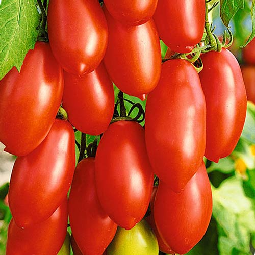 Томат Червоний Кенігсберг Seedera зображення 1 артикул 72614