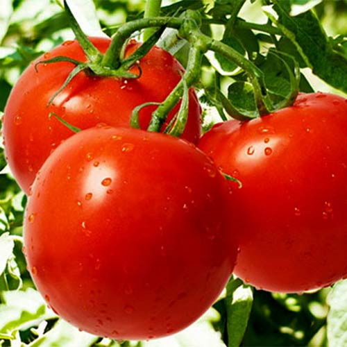 Томат Ляна красный, семена рисунок 1 артикул 70053