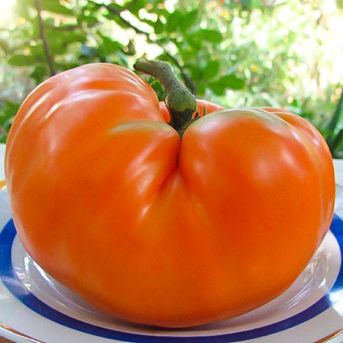 Томат Нужный размер, семена рисунок 1 артикул 65623