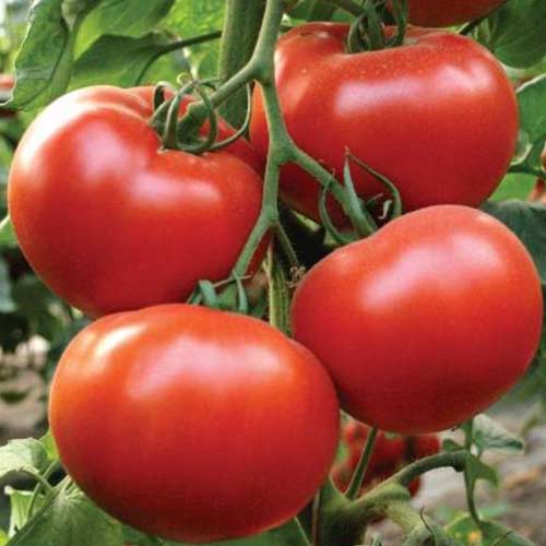 Томат Президент F1 Садиба центр зображення 1 артикул 89743