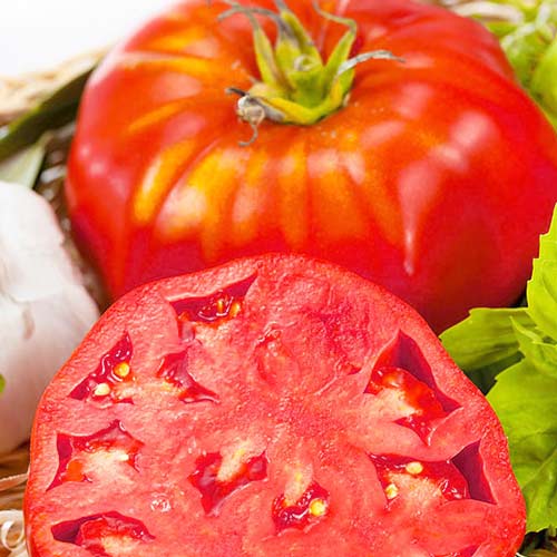 Томат Рожевий слон Seedera зображення 1 артикул 66519